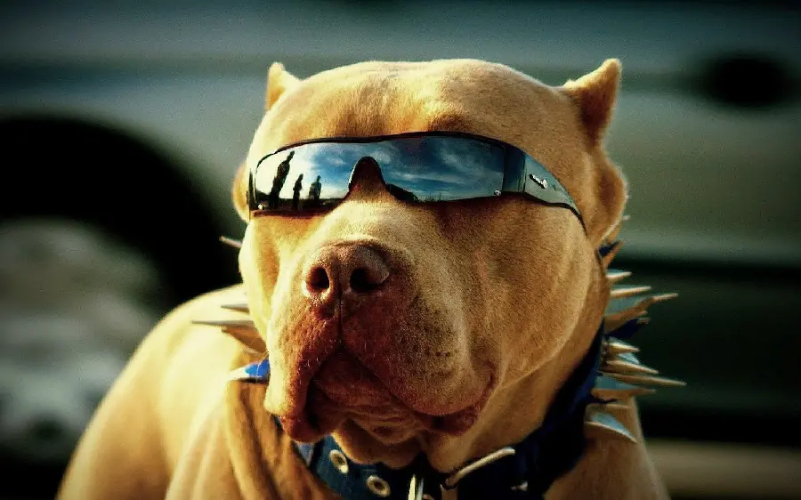 Luxury Background of Charming Dog with Smokey Glasses for Desktop