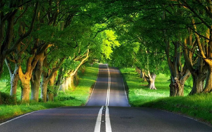 Amazing forest road in the form of a green tunnel for profiles