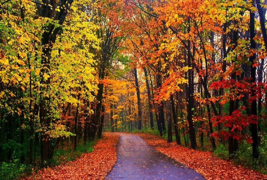 Download autumn wallpaper with HD quality for computer