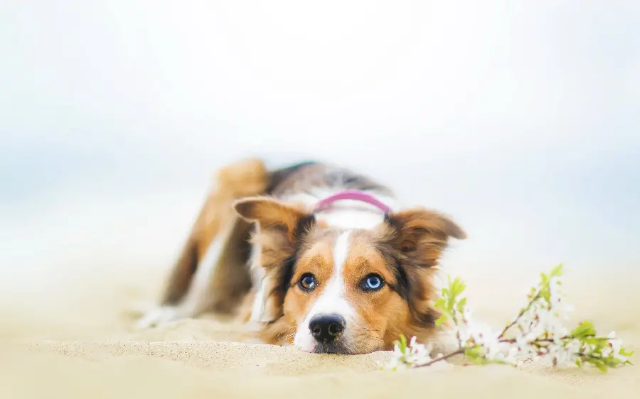 Download High Quality Pet Dog Stock Photo