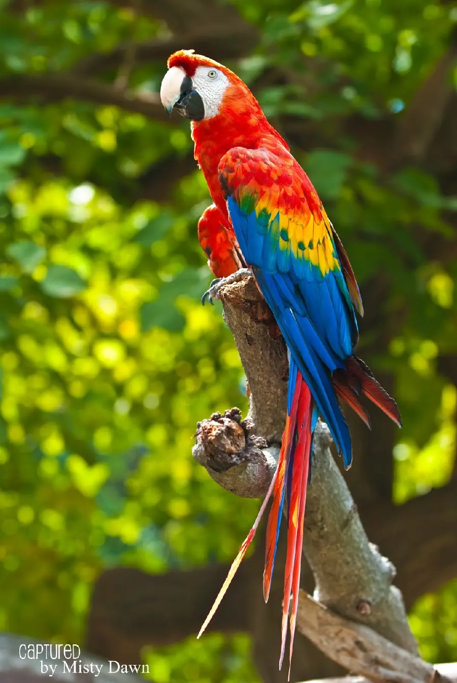 Exciting phone background with the image of the famous Scarlet Macaw