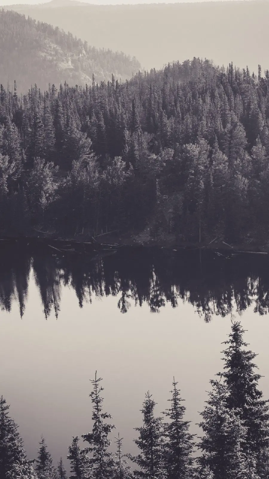 Pine trees around the lake in a black and white frame 4K 