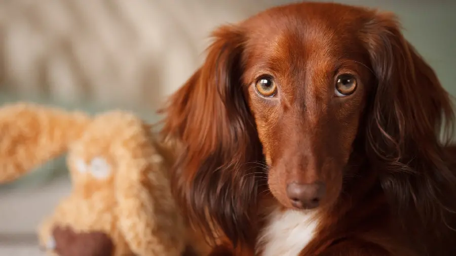 Download high quality photo of brown long-eared dog