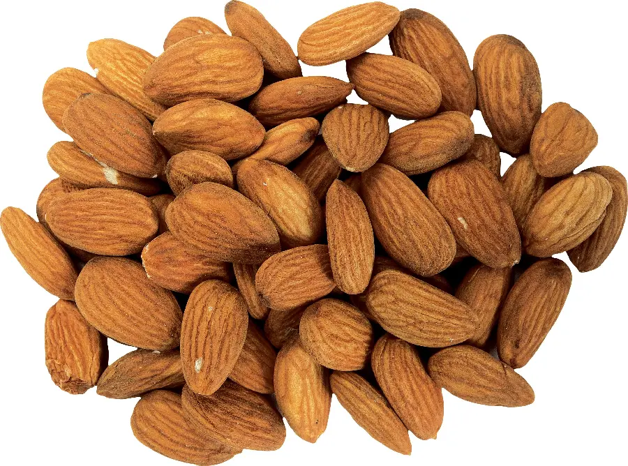 A useful photo of an almond tree in JPG format for free