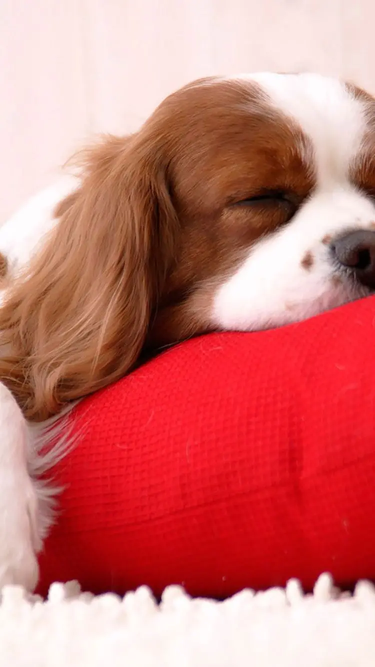 Photo of a dog lying on Red Pillow Full HD 
