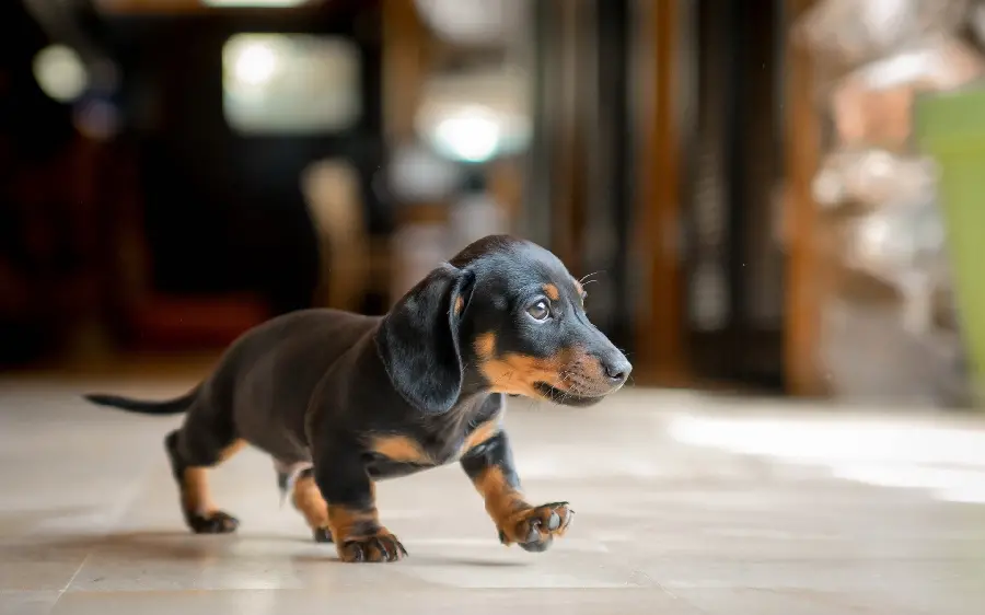 Black shorthair puppy photo for a profile