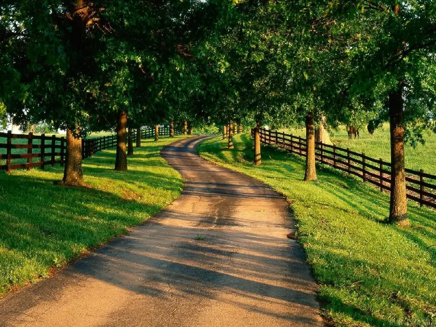 8K image of green and energizing war road with wooden fences