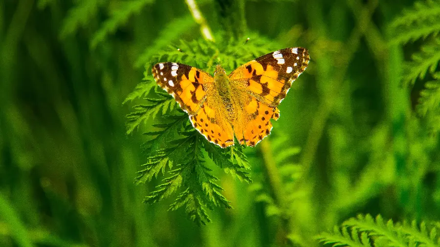Beautiful Butterfly Photo for WhatsApp Profile