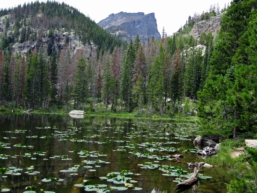 Green nature image in hd quality for printing all kinds of paintings