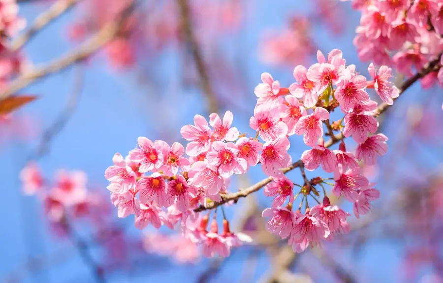 Spring Blossom 4K Wallpaper