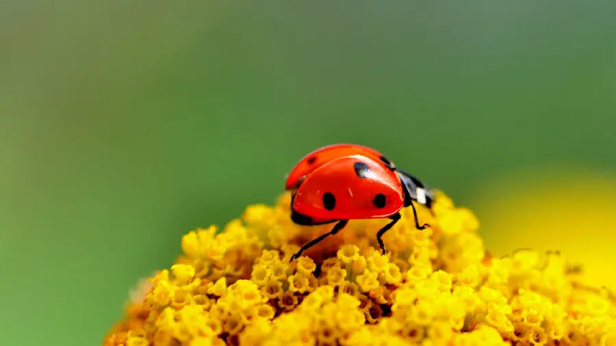 Ladybug Wallpaper