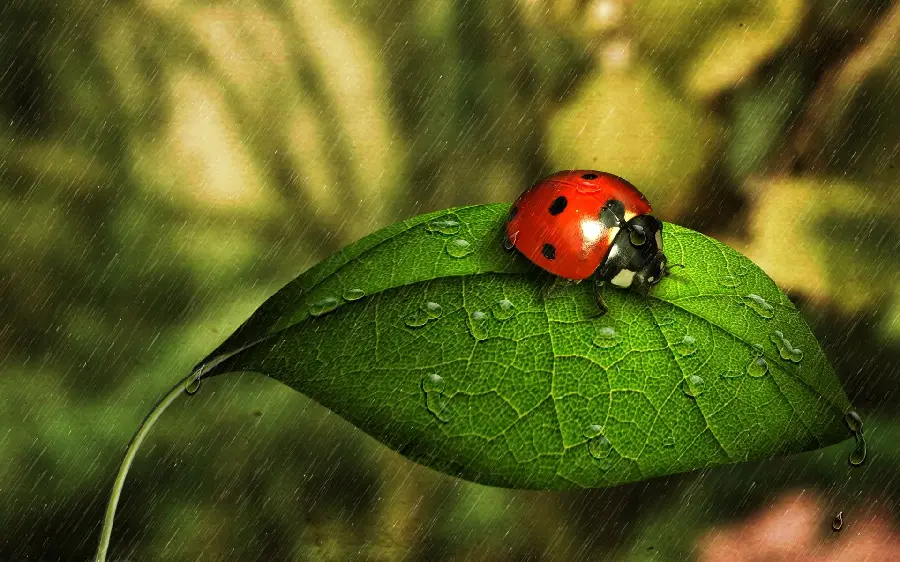 Ladybug HD wallpaper