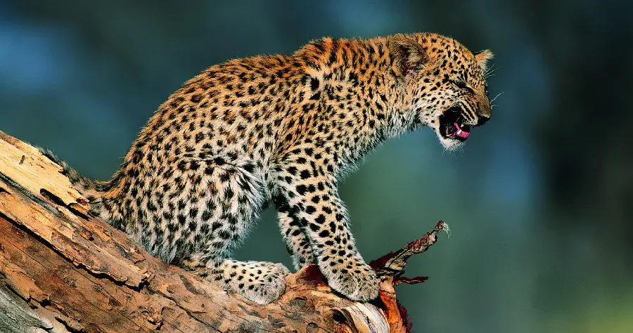 A cheetah roaring picture suitable for your profile