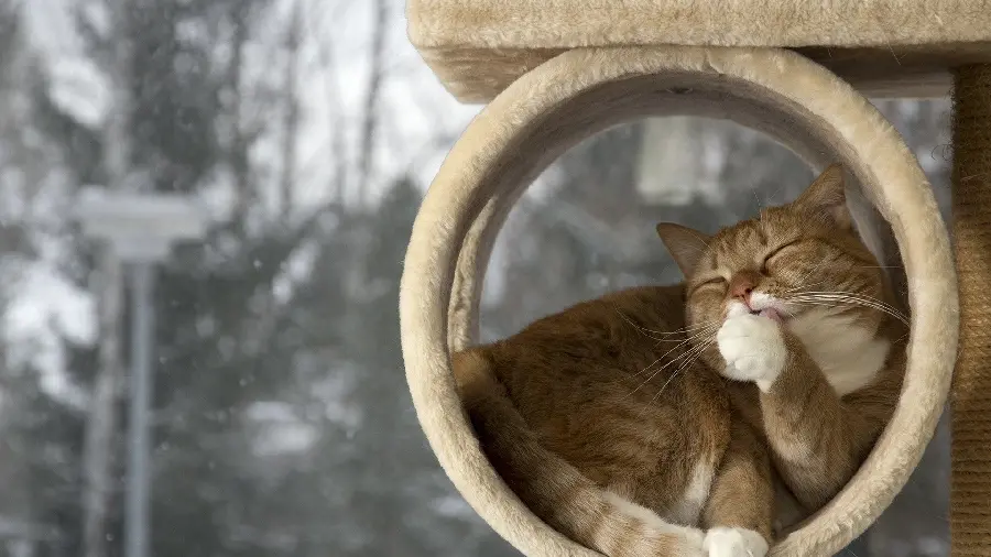 Beautiful and mellow cat photo for profile and wallpaper