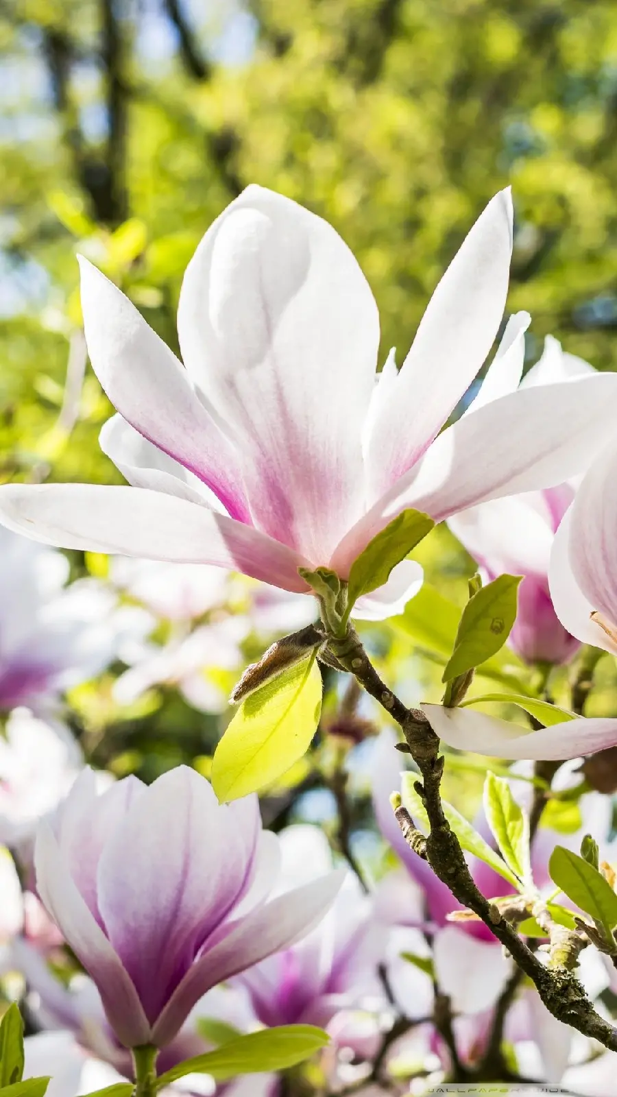 Refreshing HD view of spring flowers as a background 