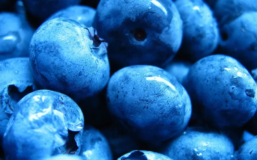 Photo of black bilberry