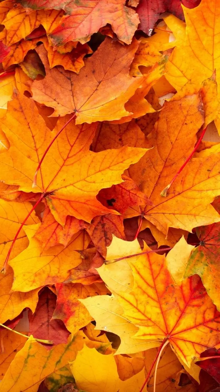 Beautiful Autumn Leaves Photos