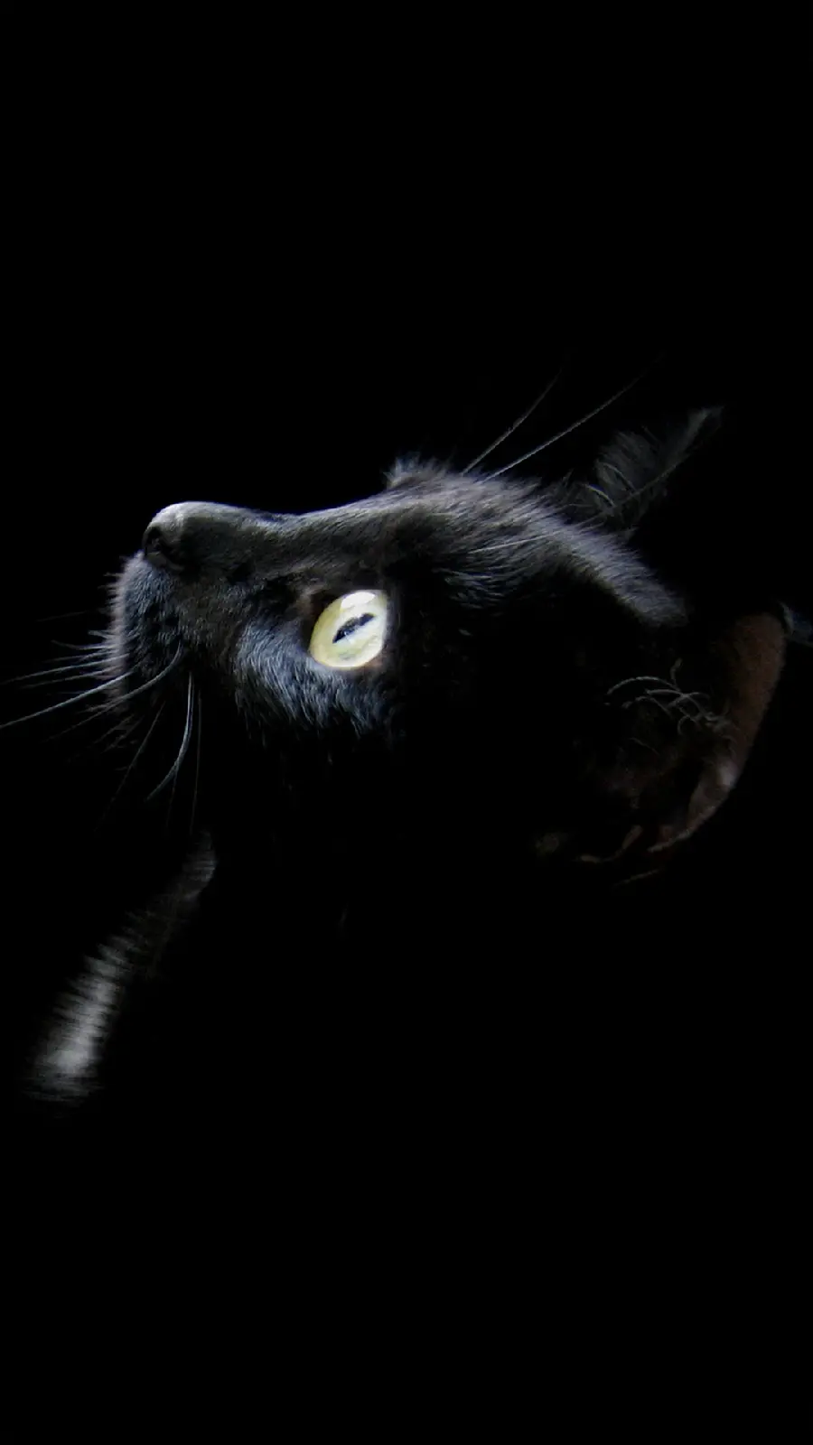 Black and black cat wallpaper for Samsung A13