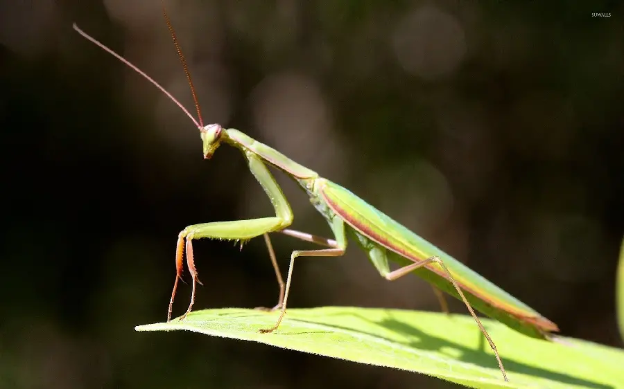 Interesting photo of grasshopper-shaped praying mantis insect for science research 