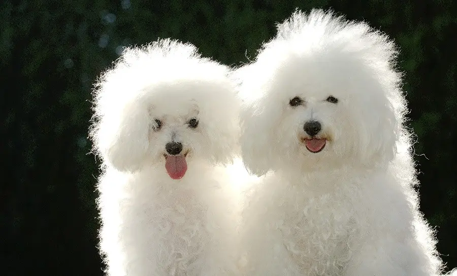 The Most Beautiful White Fluffy Dogs in a HD Frame