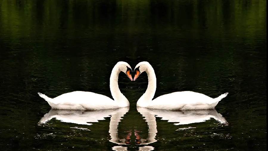 Lovely swans photo for Telegram and WhatsApp profiles