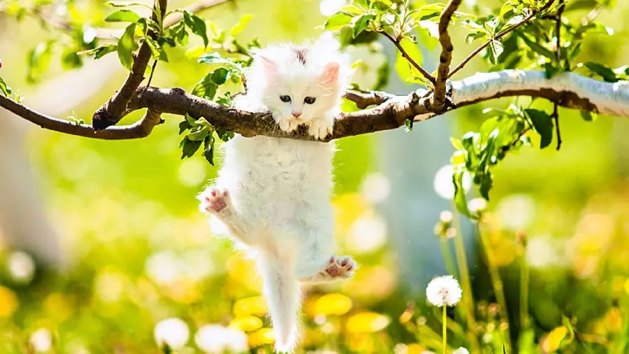 Cute ios wallpaper of little white cat hanging on a tree
