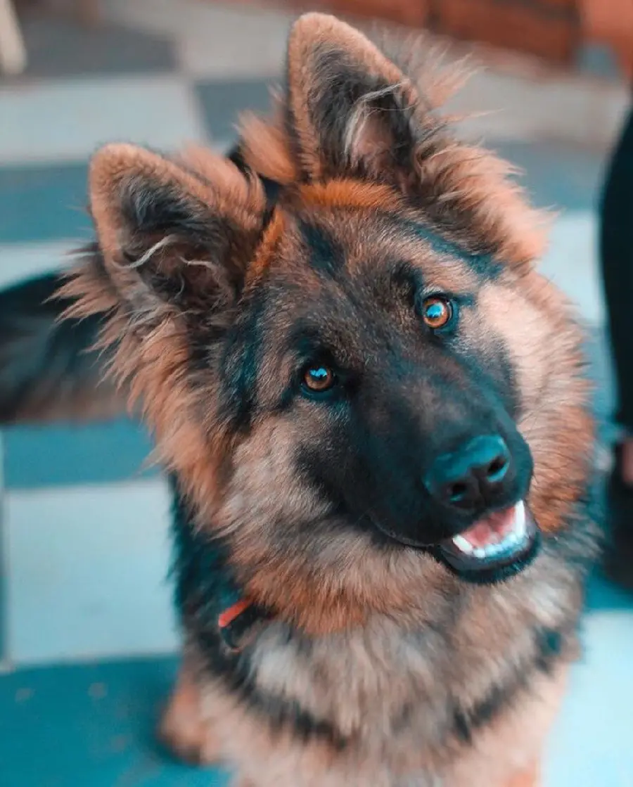 Photo of a German Shepherd Dog's Face