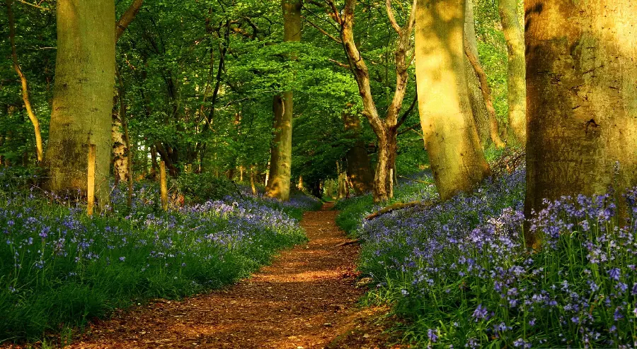 Full HD Spring Nature Wallpaper
