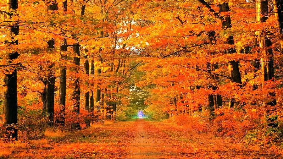 Free download new photo and dreamy wallpaper of autumn