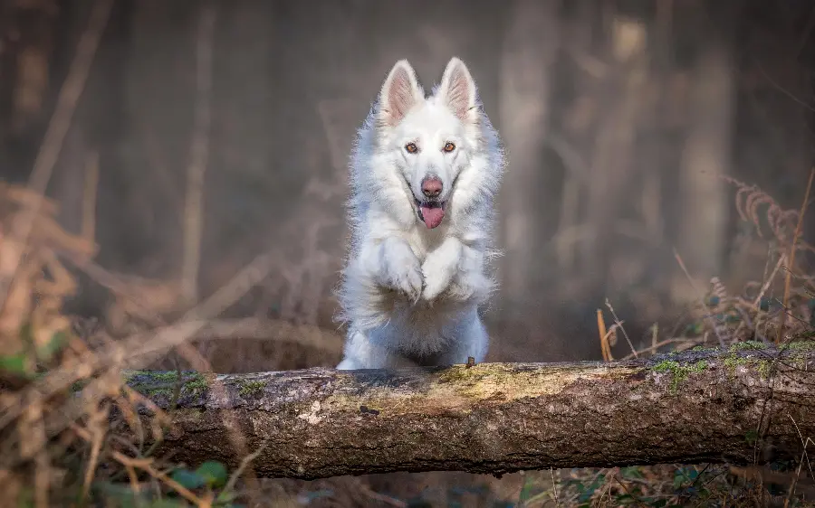 Special white dog running random picture with special quality