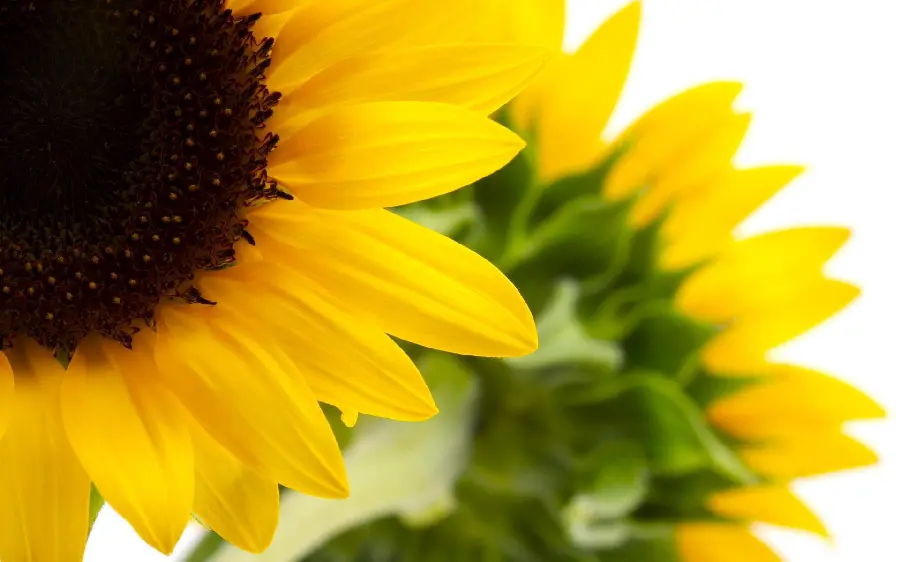 Download a beautiful photo of dreamy sunflowers in nature on a white background