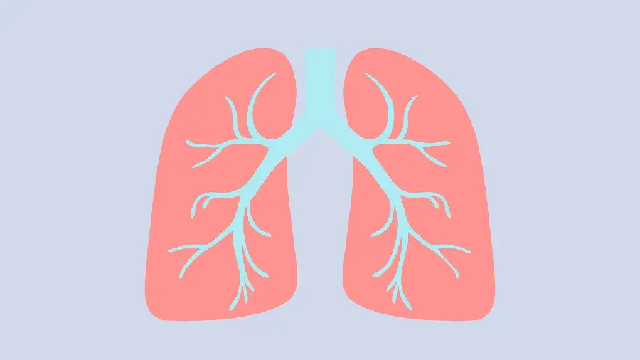 Photo of a lung for doctors' profiles