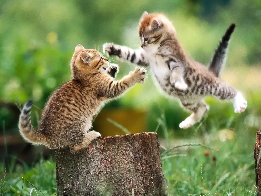 Free download of cool cats fighting background in spring