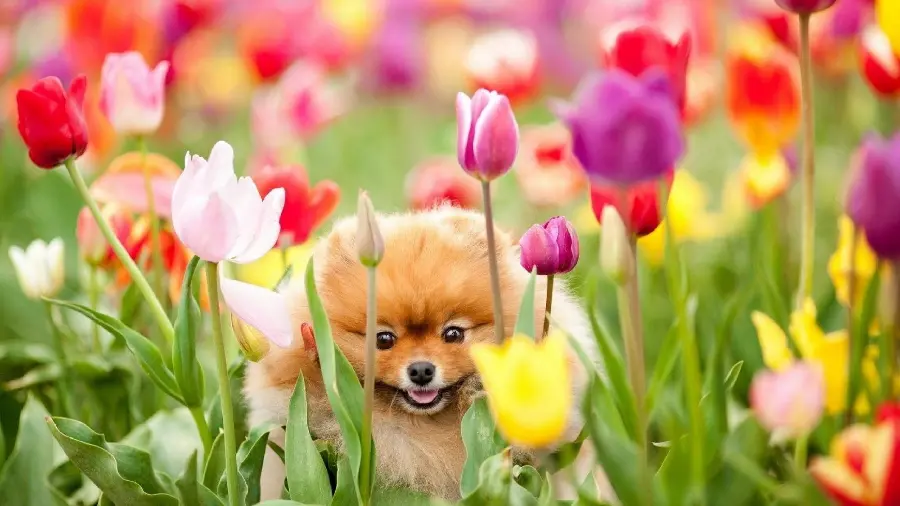 Laptop wallpaper of a cute dog in a tulip garden, a thousand colors of spring