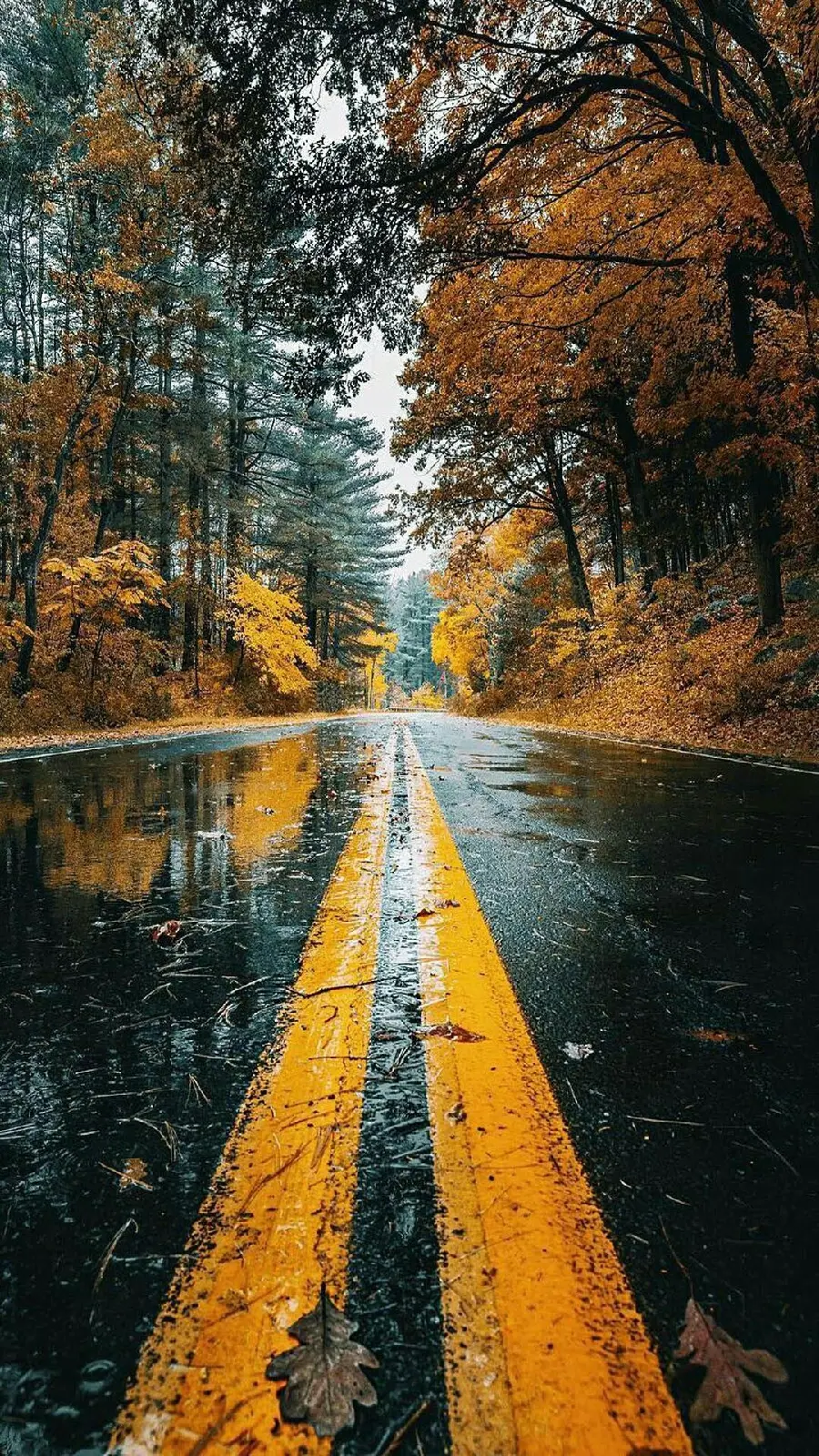 Download Green Nature Wallpaper – Autumn Rainy Road