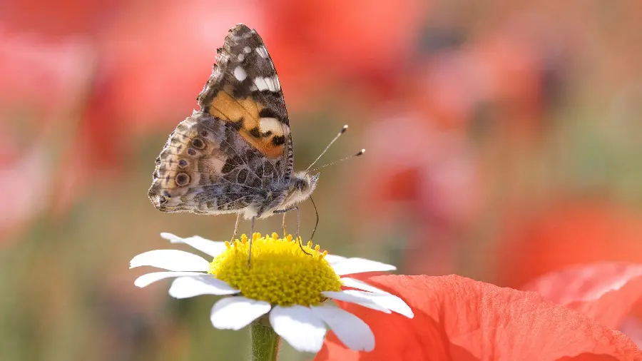 Photo of a butterfly sitting on a white chamomile flower