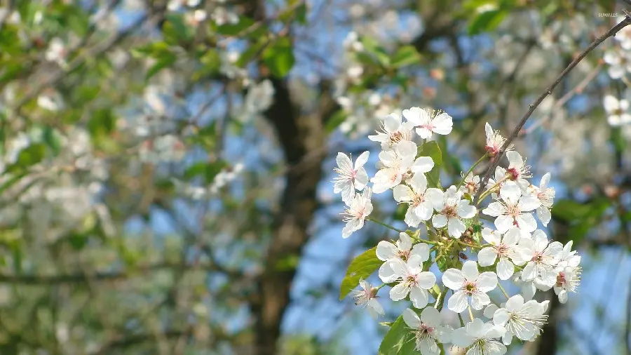 Download White Spring Blossom Photos