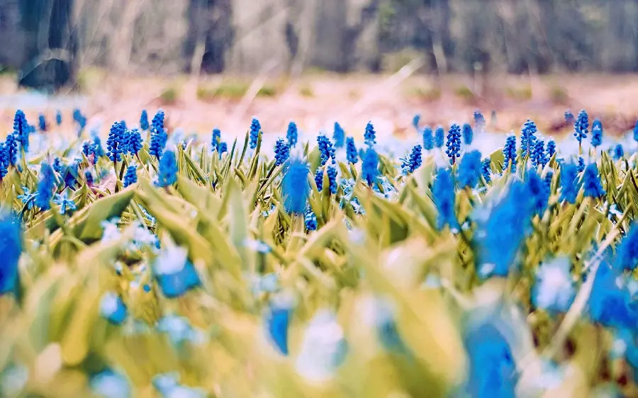 Photo of a spring wallpaper with a blue flower theme