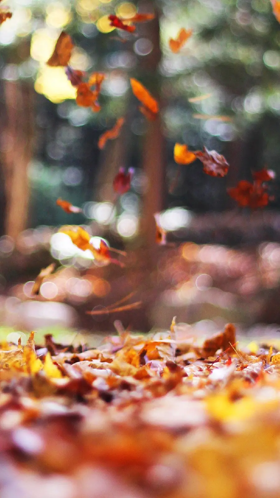 Autumn Photo for Wallpaper