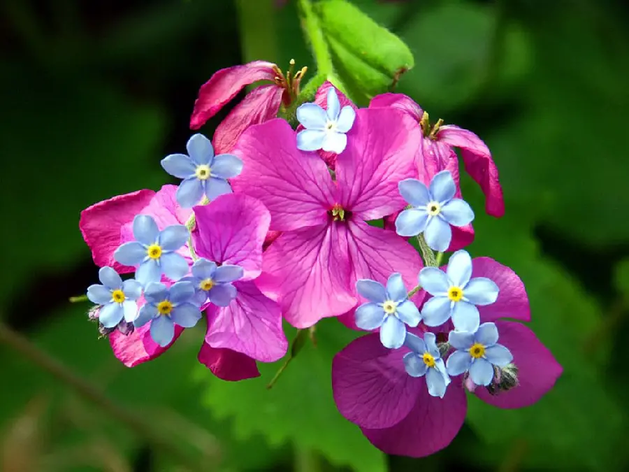 Purple Spring Blossom Background