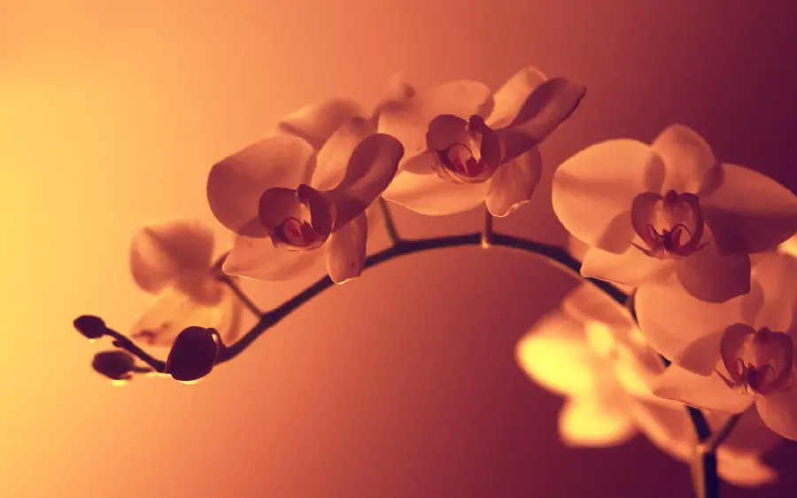 Flower photos and photos with flower backgrounds with romantic and new quality