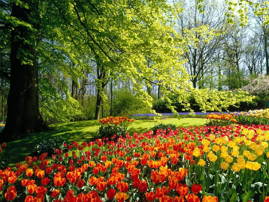 Spring Background FULL HD