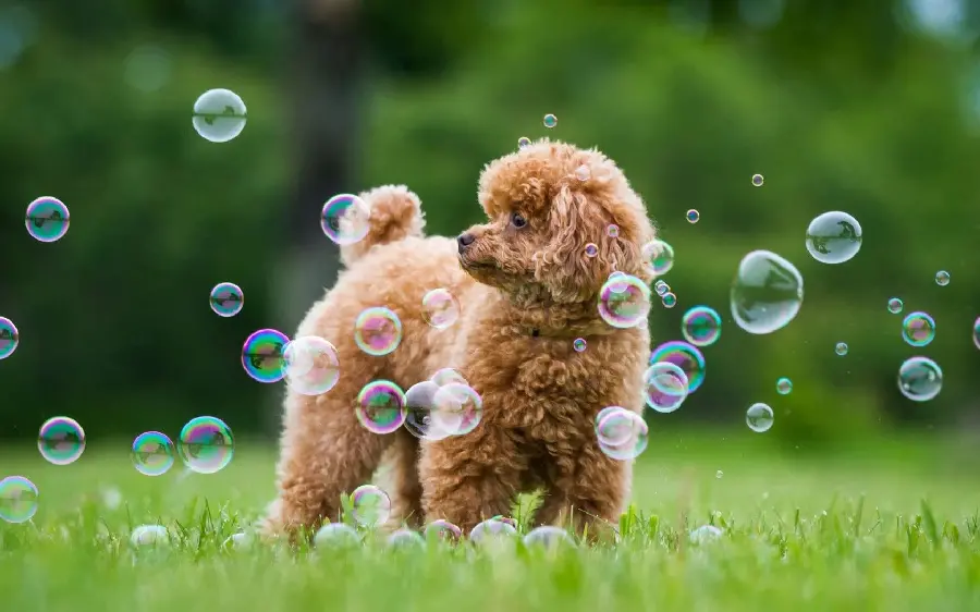 The Most Beautiful Brown Teddy Bear Dog Wallpaper