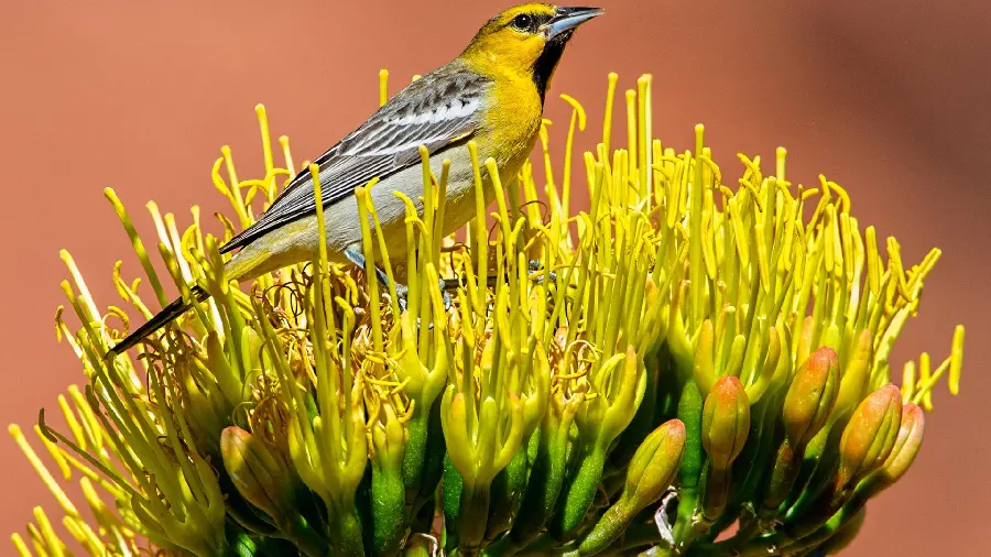 High-quality stock photo and image of beautiful bird on flower