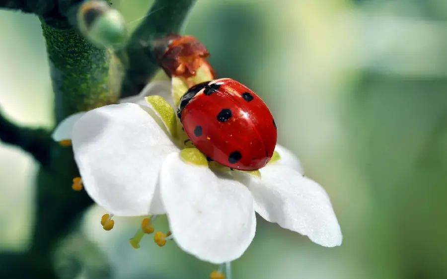 Ladybug and White Flower Photo