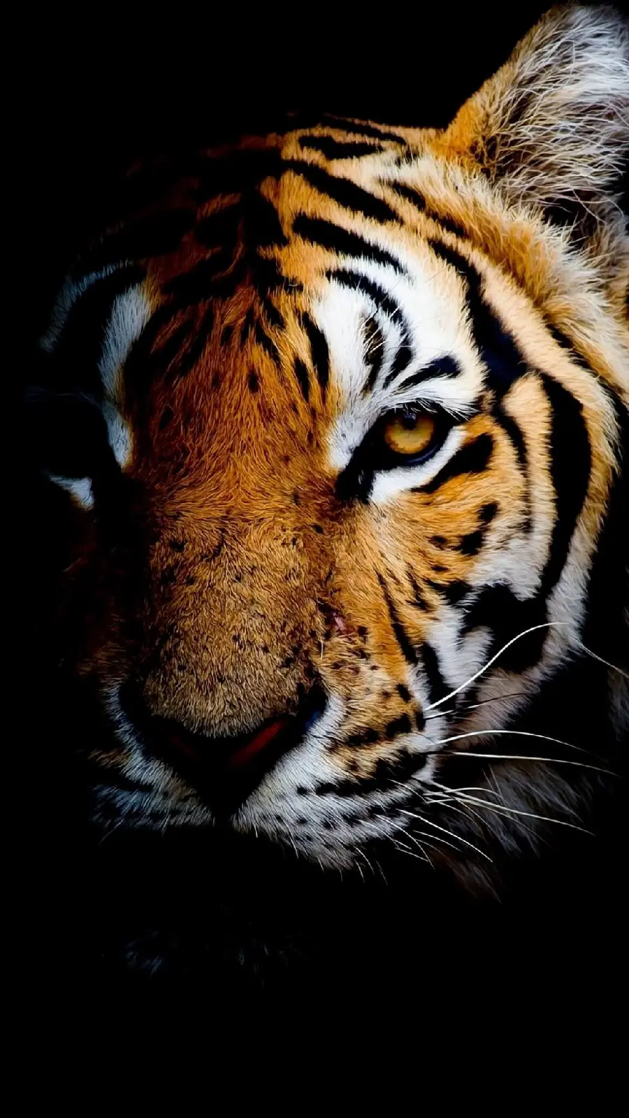The hottest powerful tiger profile picture with beautiful eyes in JPG format