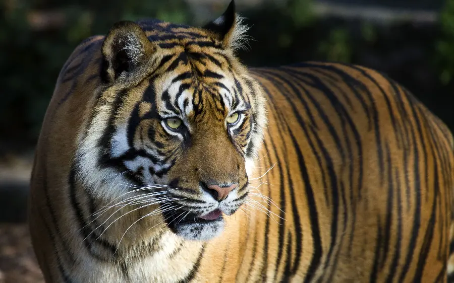 Indian Tiger Background