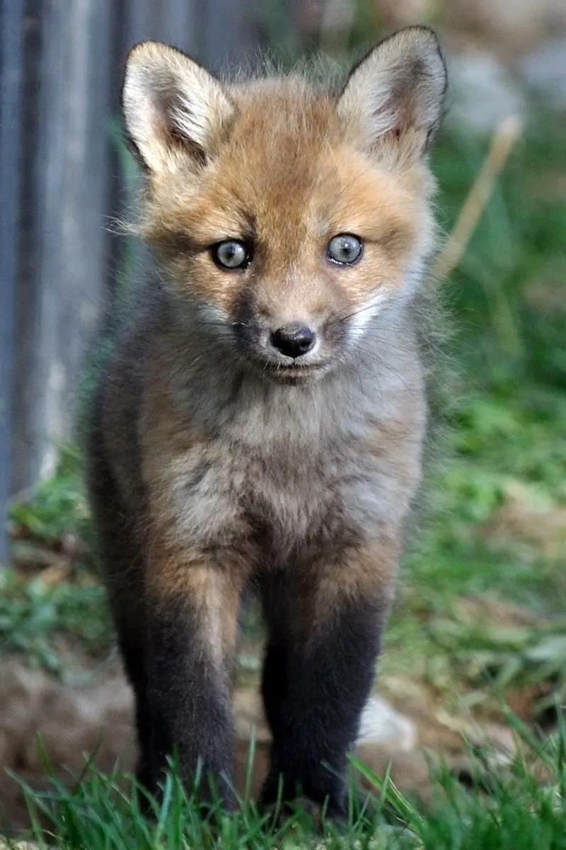 Mobile wallpaper with a fox cub design with dreamy eyes