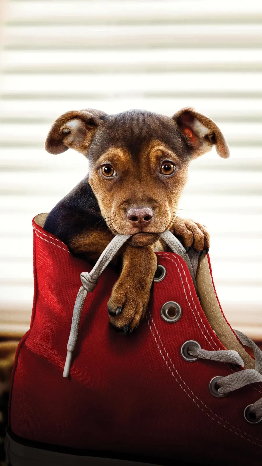 Funny Full HD Profile of a Very Small Dog in Shoes