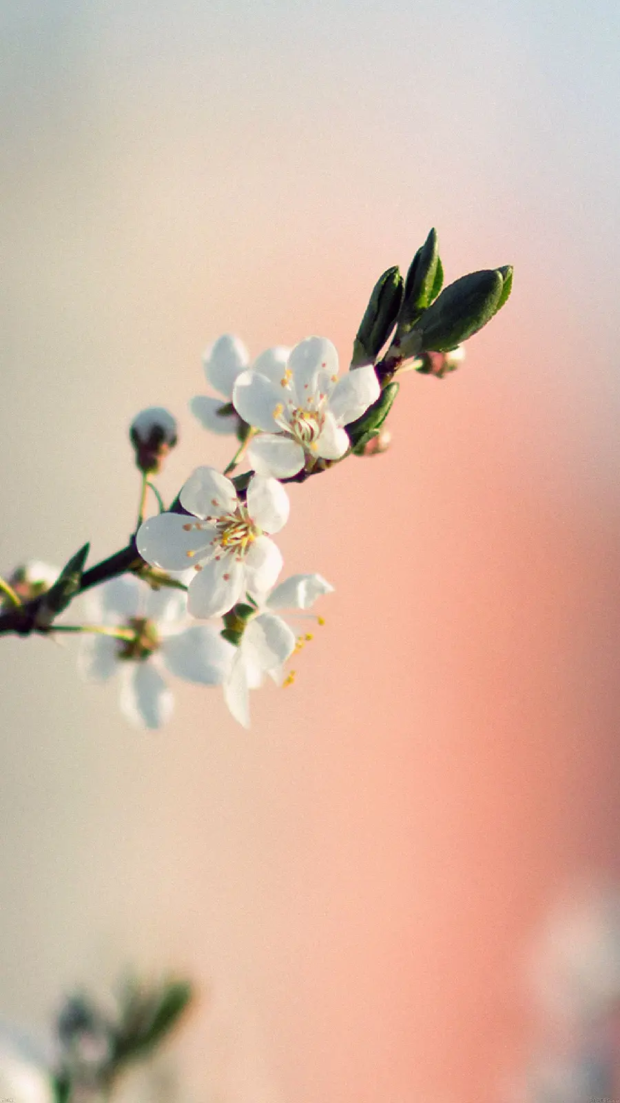 Beautiful spring blossoms in white for Telegram profile